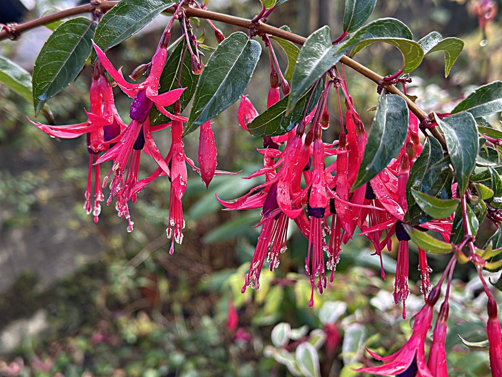 fuchsia regia ssp. reitzii