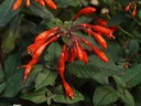 Fuchsia triphylla