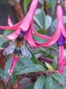 fuchsia regia ssp. reitzii